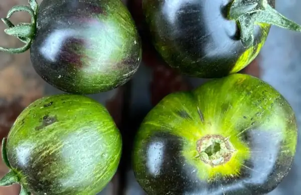Tomaten: Kryptonite