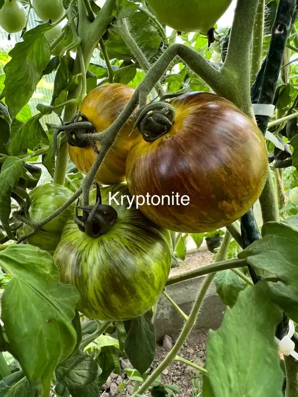 Tomaten: Kryptonite