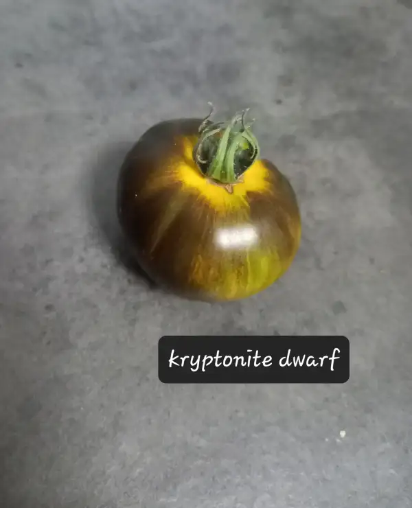 Tomaten: Kryptonite Dwarf