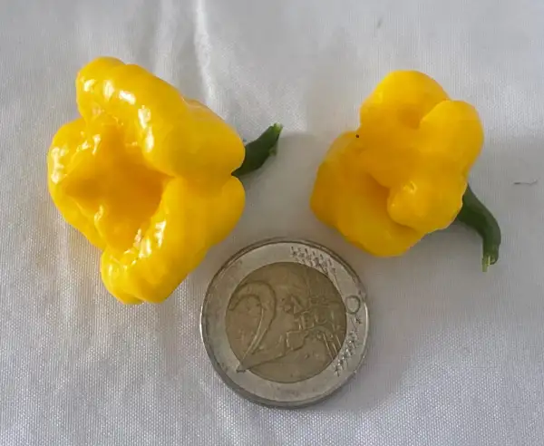 Chili / Paprika: KS Lemon Starburst