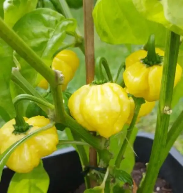 Chili: KS Lemon Starrburst
