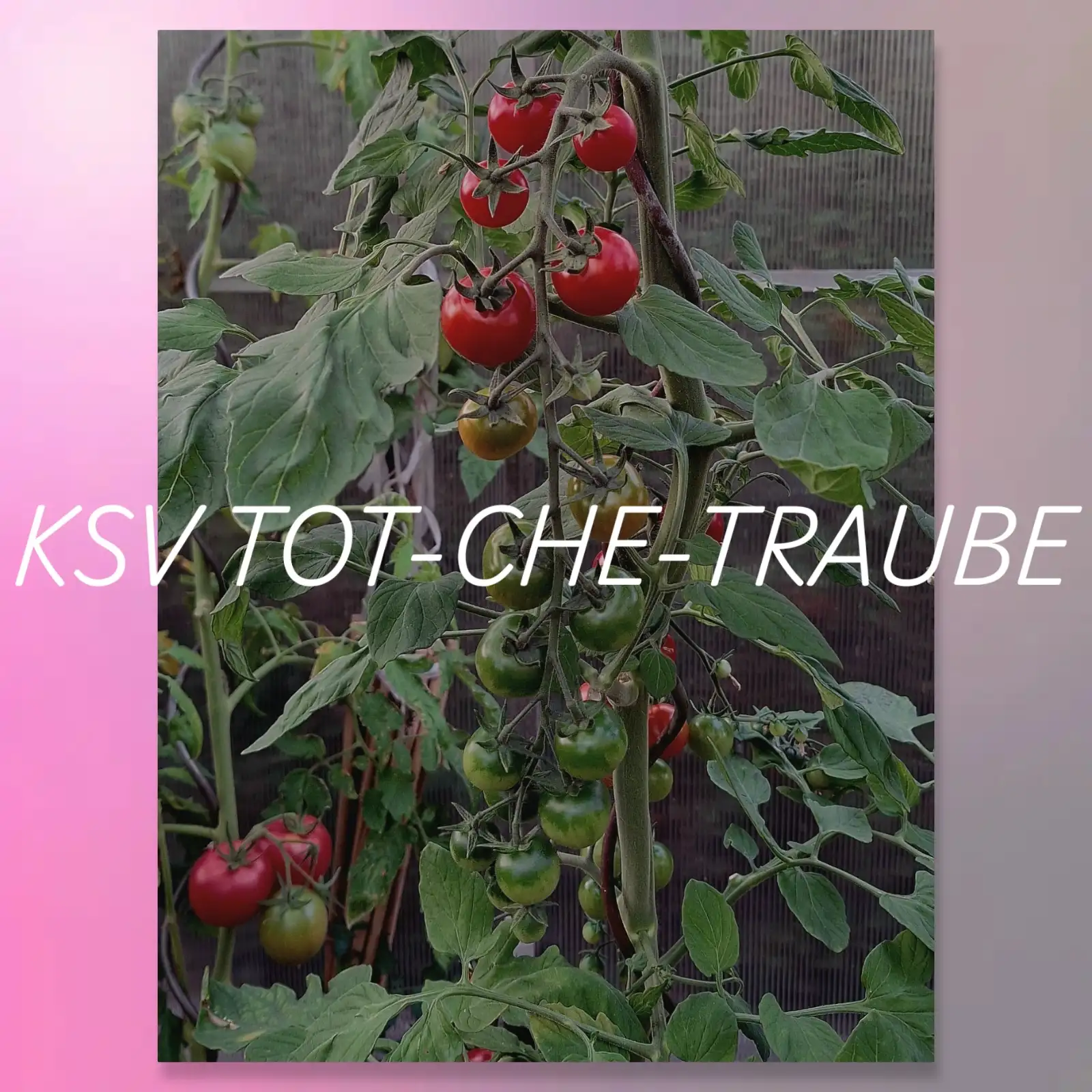 Tomaten: KSV-TOT-CHE-TRAUBE
