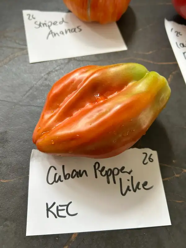 Tomaten: Kubinski eryevidnij chernij (Cuban Pepper like)