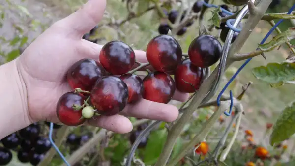 Tomaten: Kuckuck Datterino