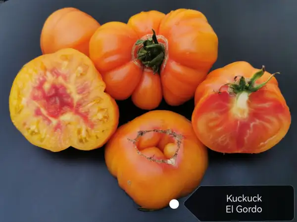 Tomaten: Kuckuck El Gordo