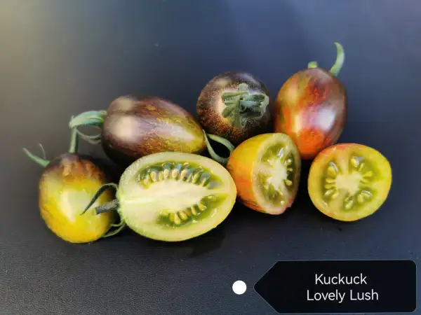 Tomaten: Kuckuck Lovely Lush