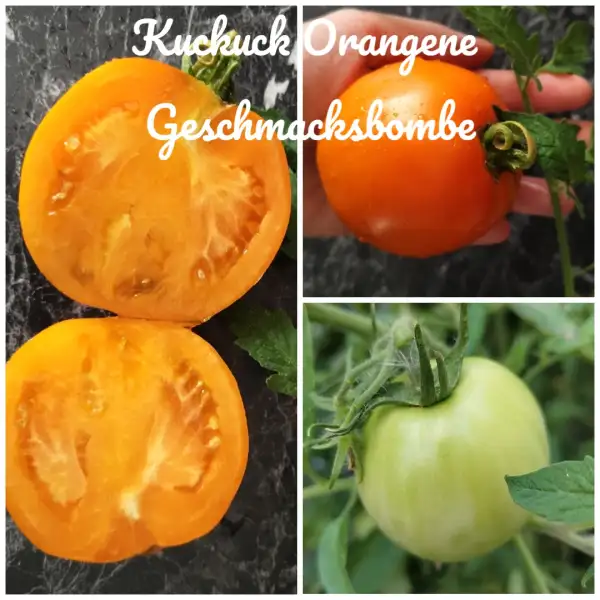 Tomaten: Kuckuck Orangene Geschmacksbombe