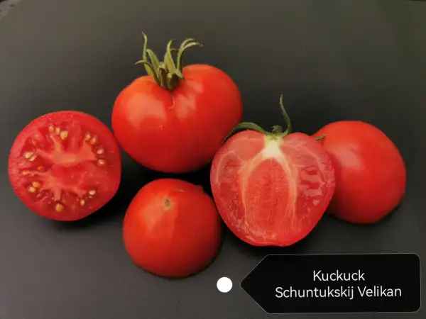 Tomaten: Kuckuck Schuntukskij Velikan