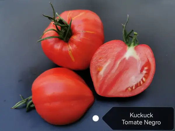 Tomaten: Kuckuck Tomate Negro