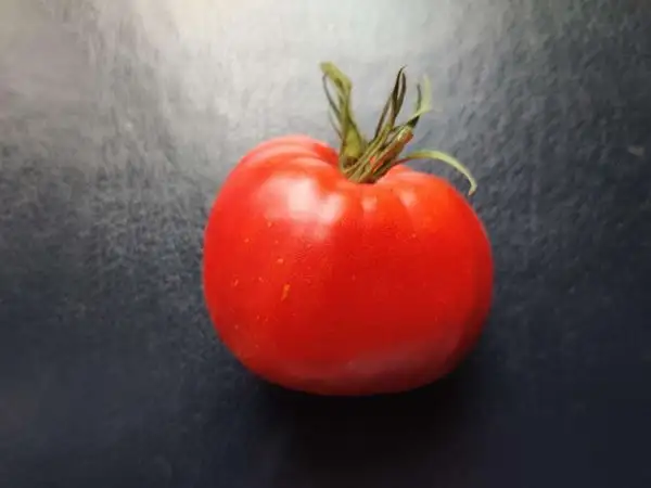 Tomaten: Kukla’s Portuguese Heart