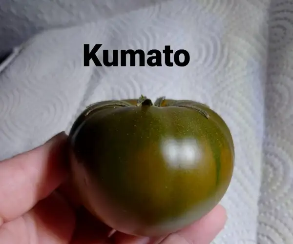 Tomaten: Kumato