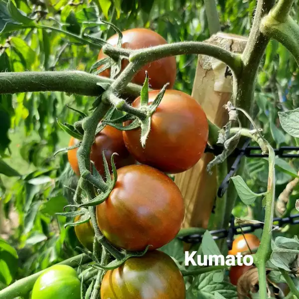 Tomaten: Kumato