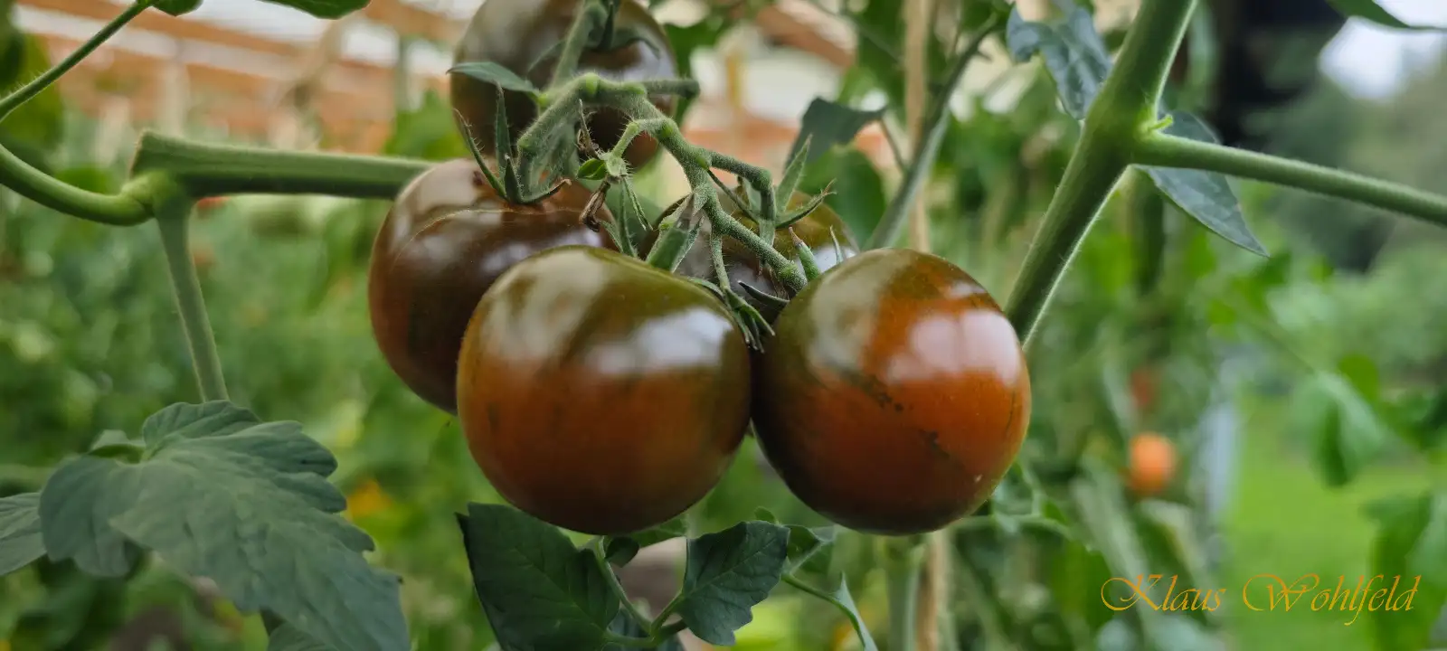 Tomaten: Kumato