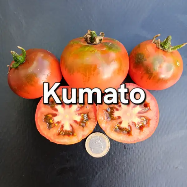 Tomaten: Kumato