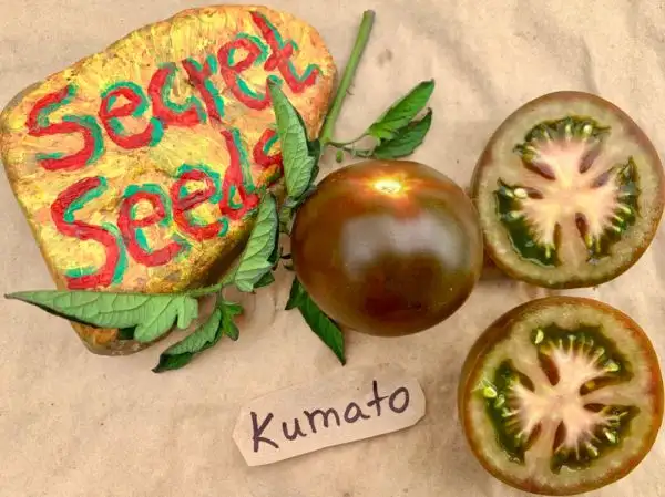 Tomaten: Kumato