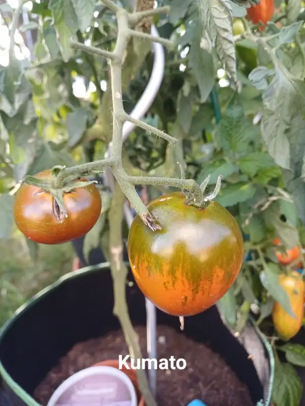 Tomaten: Kumato