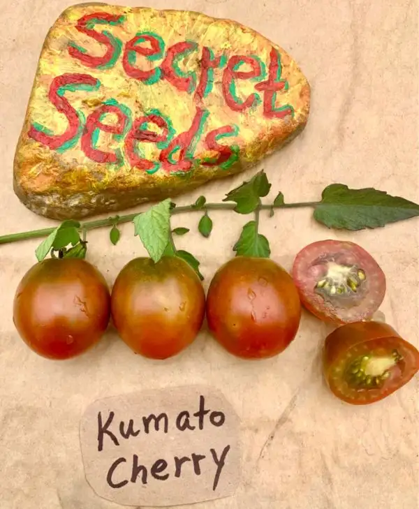 Tomaten: Kumato Cherry