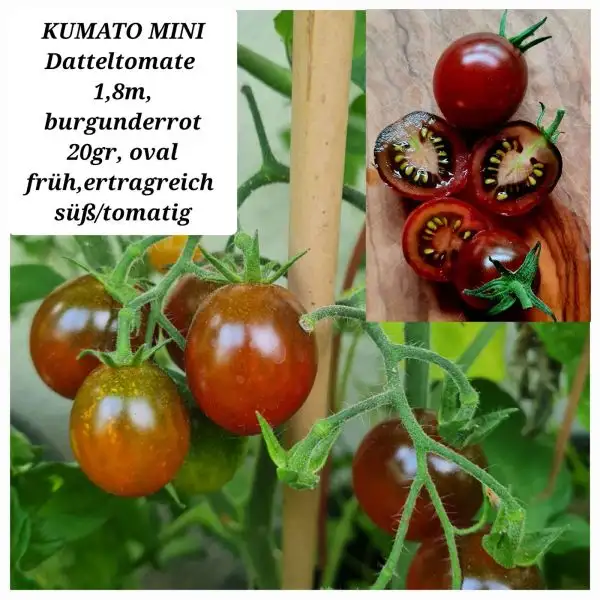 Tomaten: Kumato mini