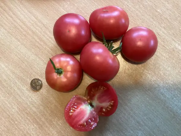 Tomaten: Kumba