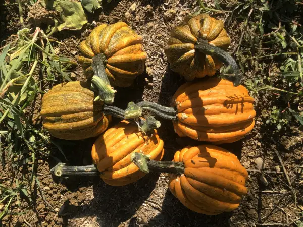 Kürbisse: Kumi Kumi