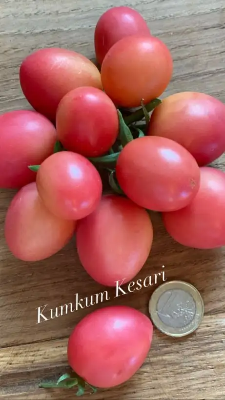 Tomaten: Kumkum Kesari