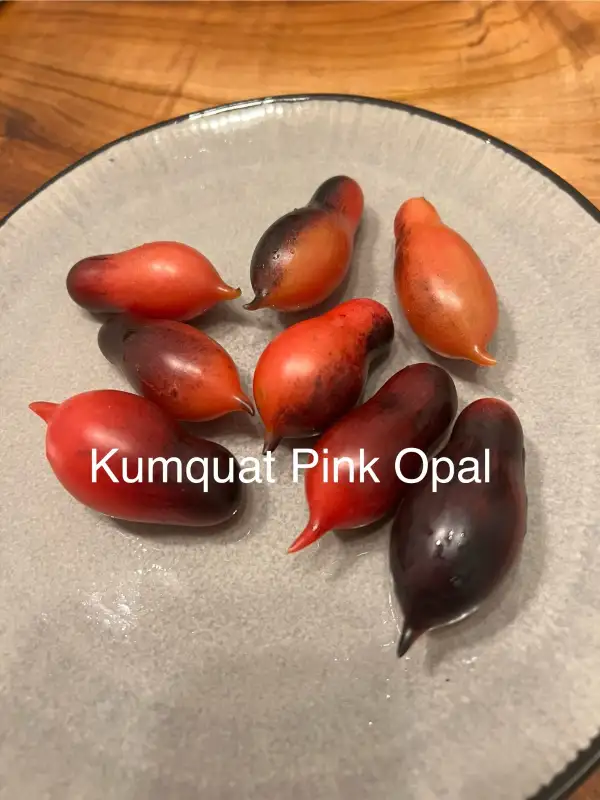 Tomaten: Kumquat Pink Opal