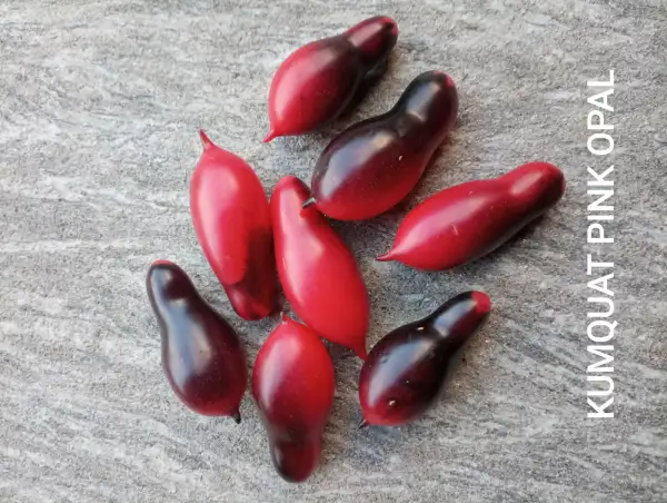 Tomaten: Kumquat Pink Opal