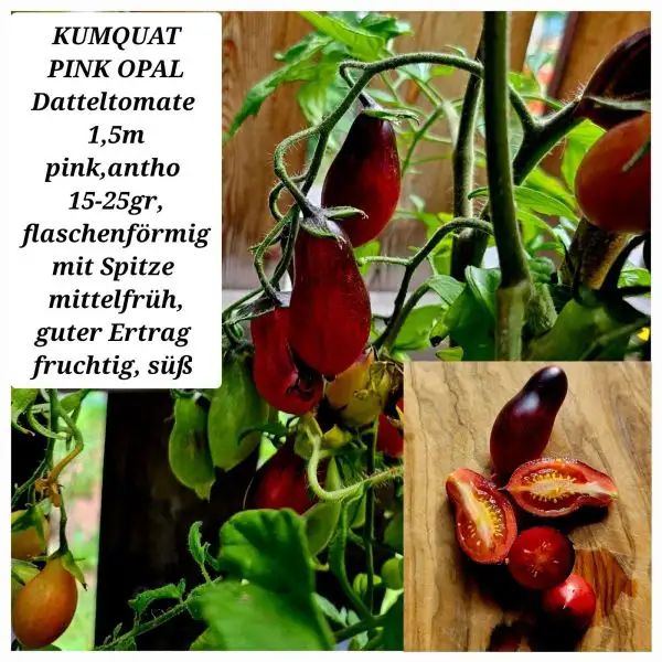 Tomaten: Kumquat Pink Opal