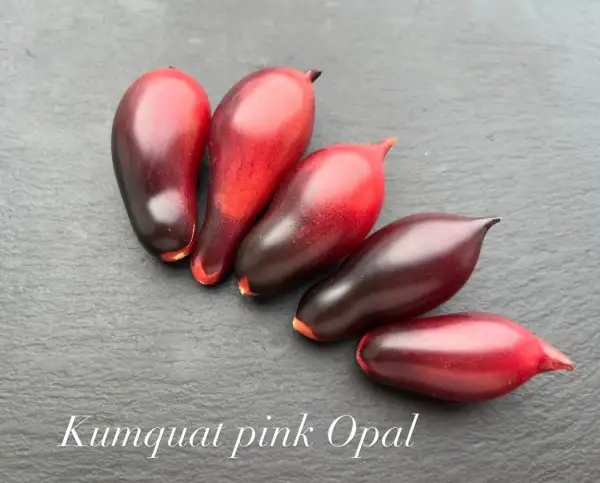 Tomaten: Kumquat Pink Opal