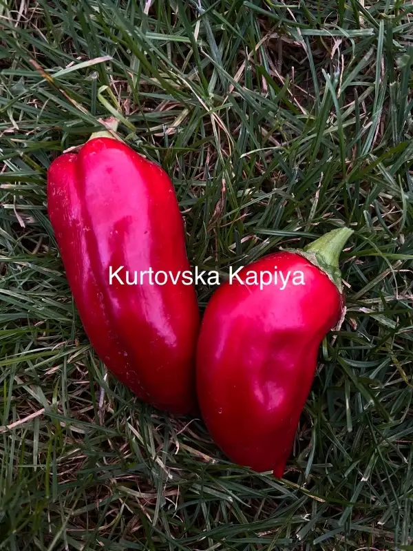 Chili / Paprika: Kurtovska Kapiya