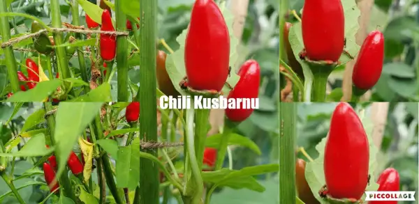 Chili / Paprika: Kusburnu