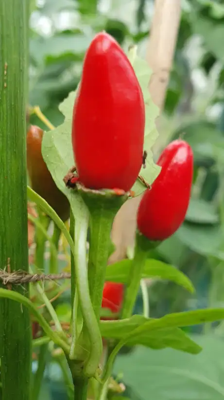 Chili / Paprika: Kusburnu