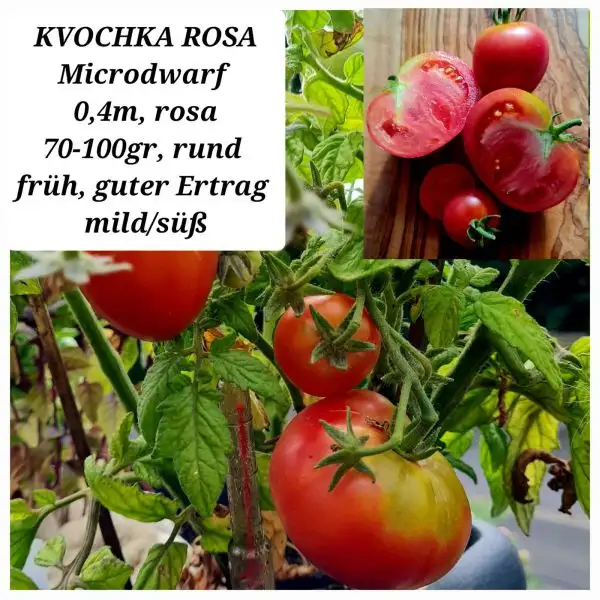 Tomaten: KVOCHKA ROSA