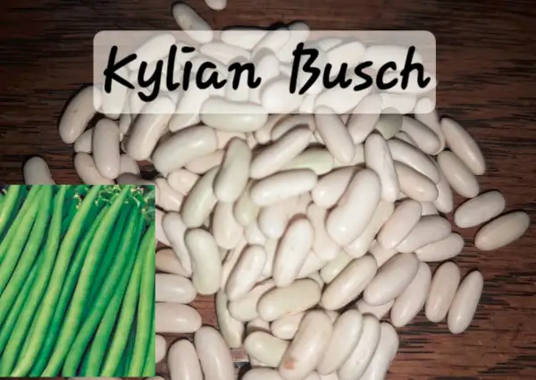 Bohnen: Kylian, Buschbohne