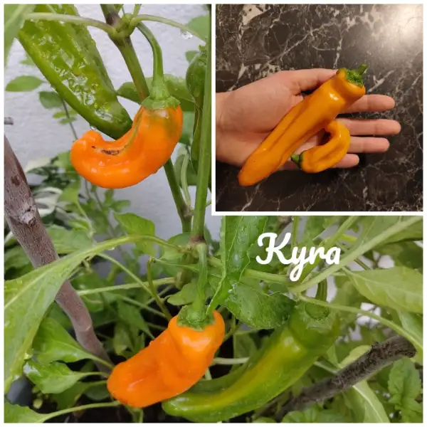 Chili / Paprika: Kyra (2024) Paprika