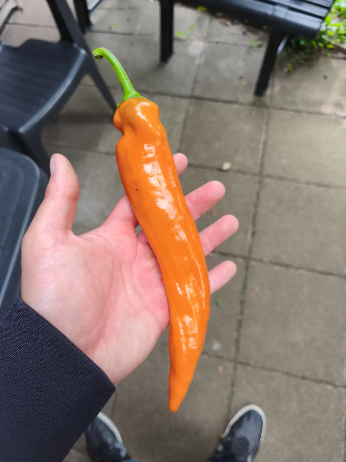 Chili / Paprika: Kyra