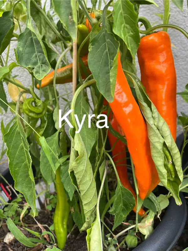 Chili / Paprika: Kyra