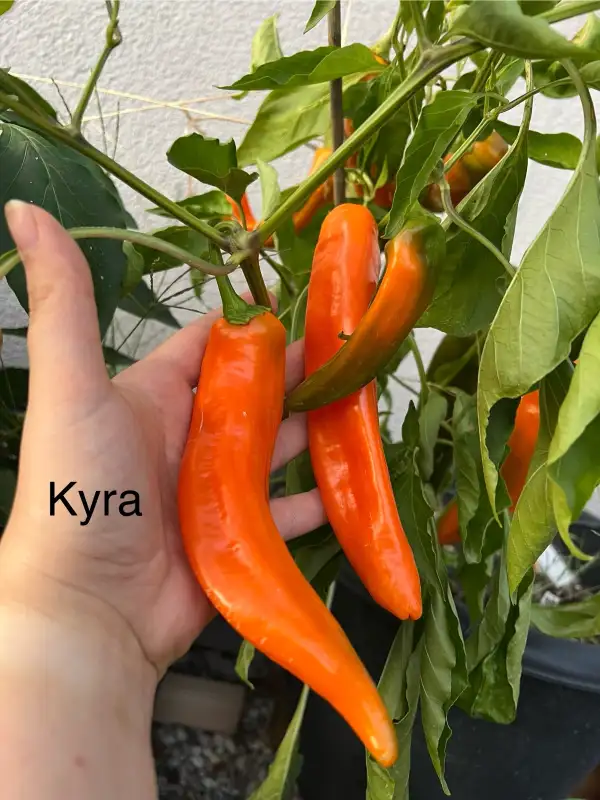Chili / Paprika: Kyra