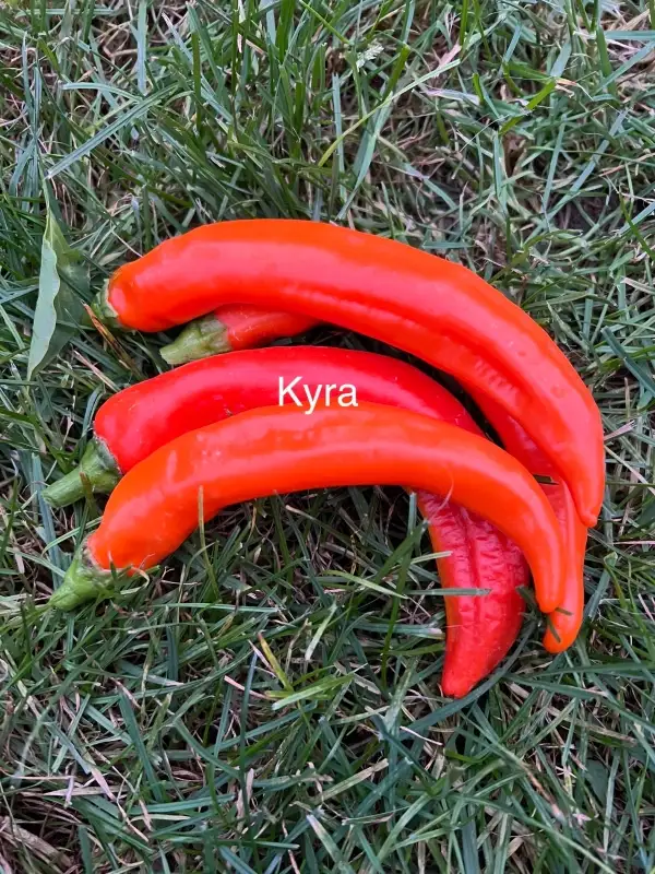 Chili / Paprika: Kyra