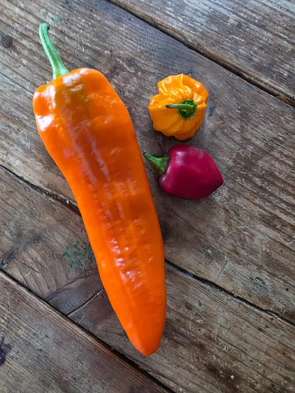 Chili / Paprika: Kyra Spitzpaprika orange