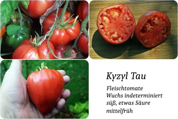 Tomaten: Kyzyl Tau