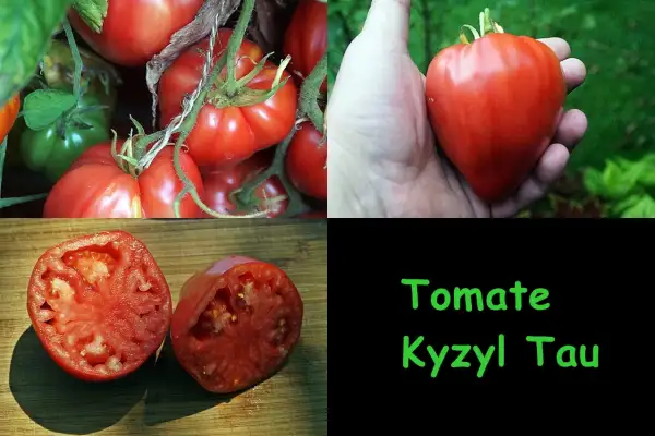 Tomaten: Kyzyl Tau