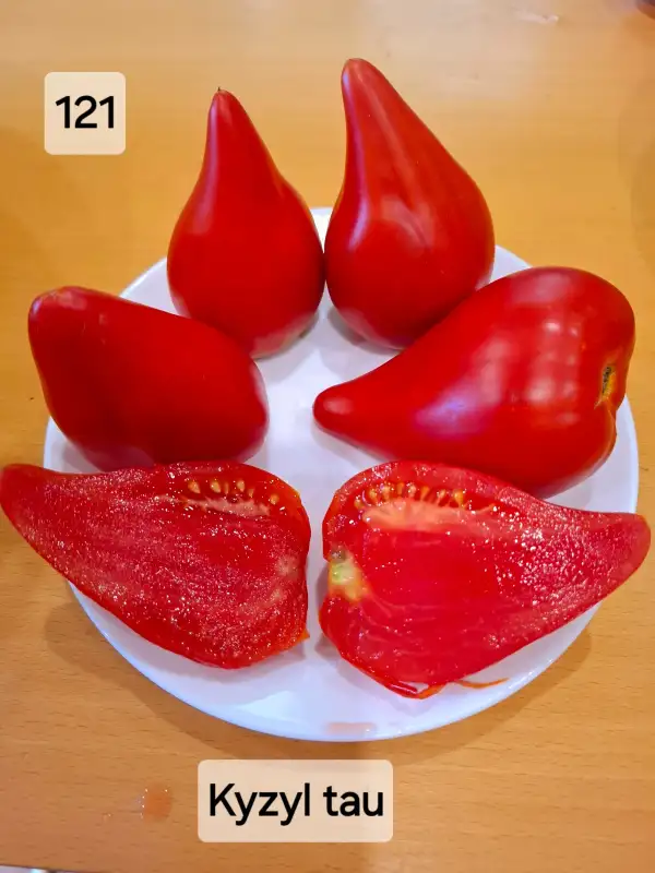 Tomaten: Kyzyl Tau