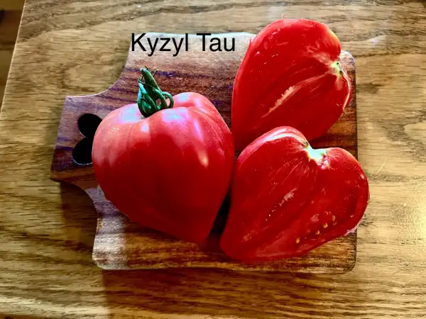 Tomaten: Kyzyl Tau