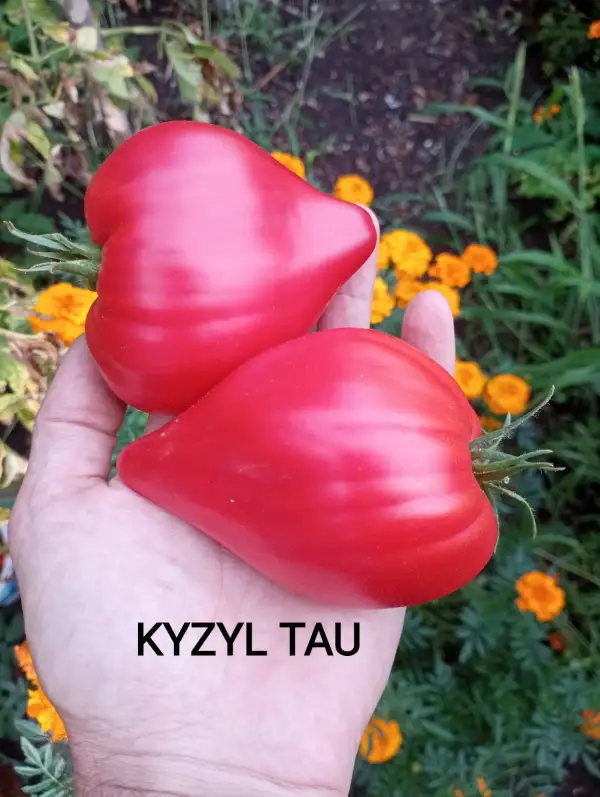 Tomaten: Kyzyl Tau