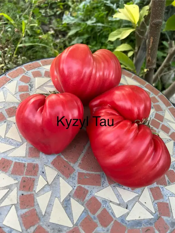 Tomaten: Kyzyl Tau