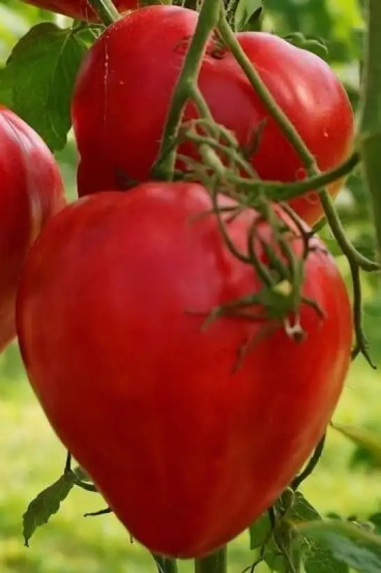 Tomaten: Kyzyl Tau