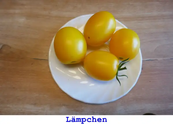 Tomaten: Lämpchen