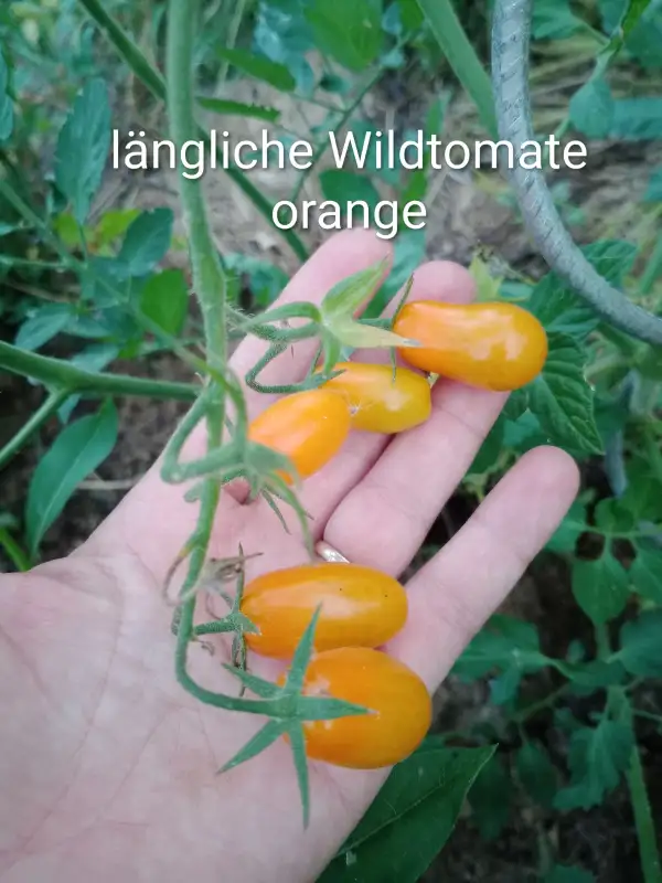 Tomaten: Längliche Wildtomate orange