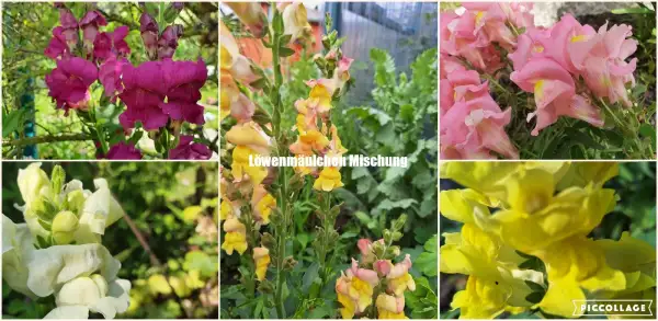 Blumen: Löwenmäulchen - Mix